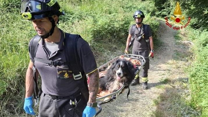 Soccorso un Bovaro del bernese