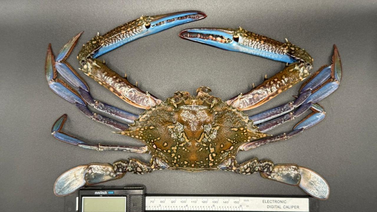 Il granchio blu nuotatore pescato a Tortolì