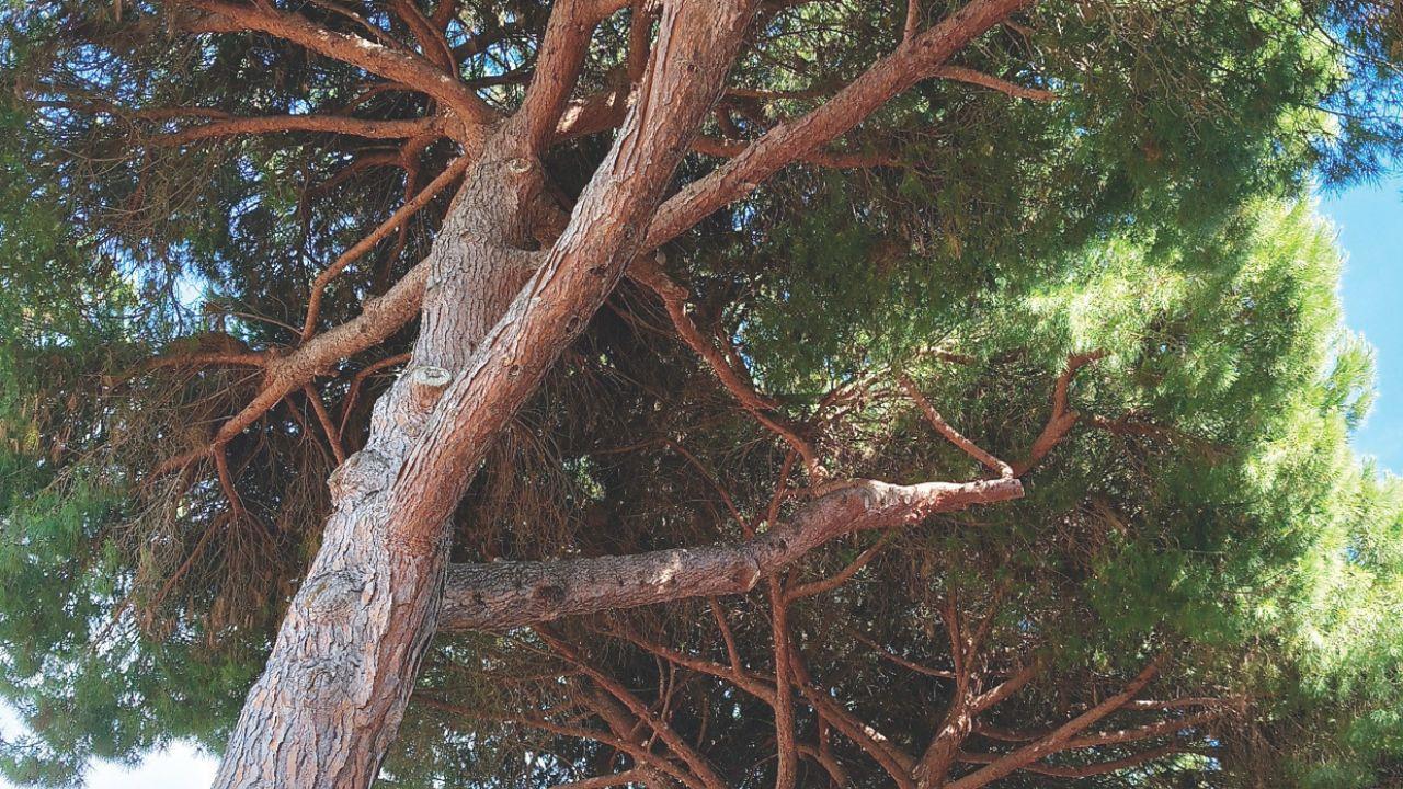 
	La chioma di uno dei pini che dovr&agrave; essere abbattuto

