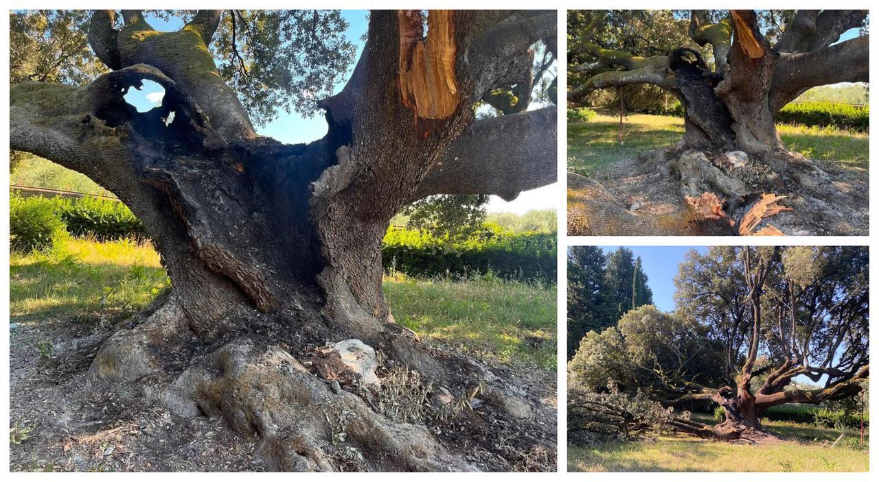 Bagno a Ripoli, fuoco al Leccio di Belmonte: il gigante di 600 anni sfregiato nella notte
