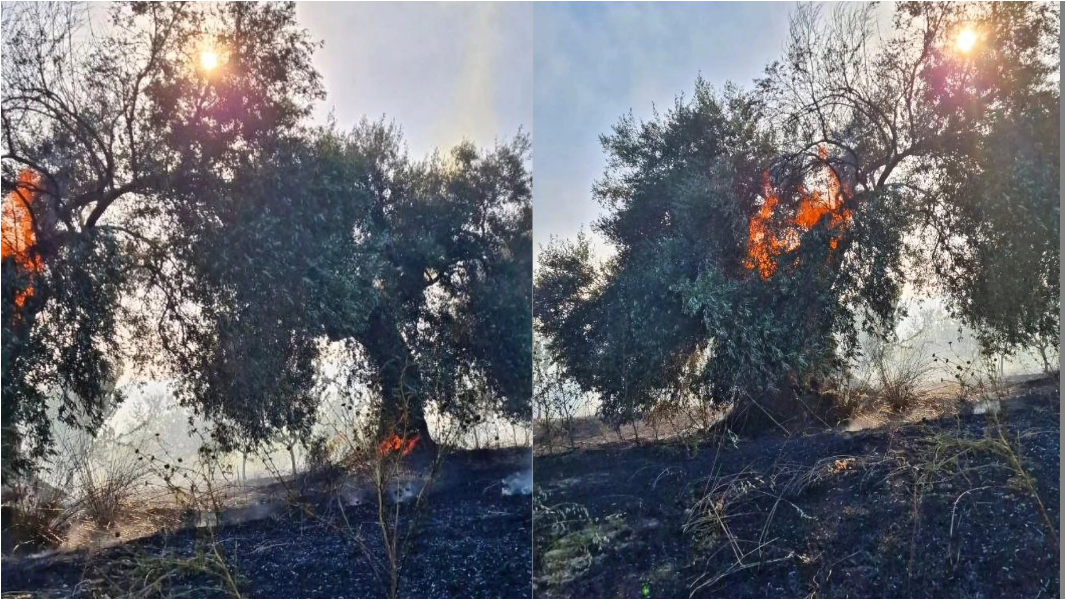 Tre ettari di mandorleto, ulivi secolari e campi di grano rasi al suolo dalle fiamme. Il grido d’allarme: «Siamo in ginocchio» – VIDEO