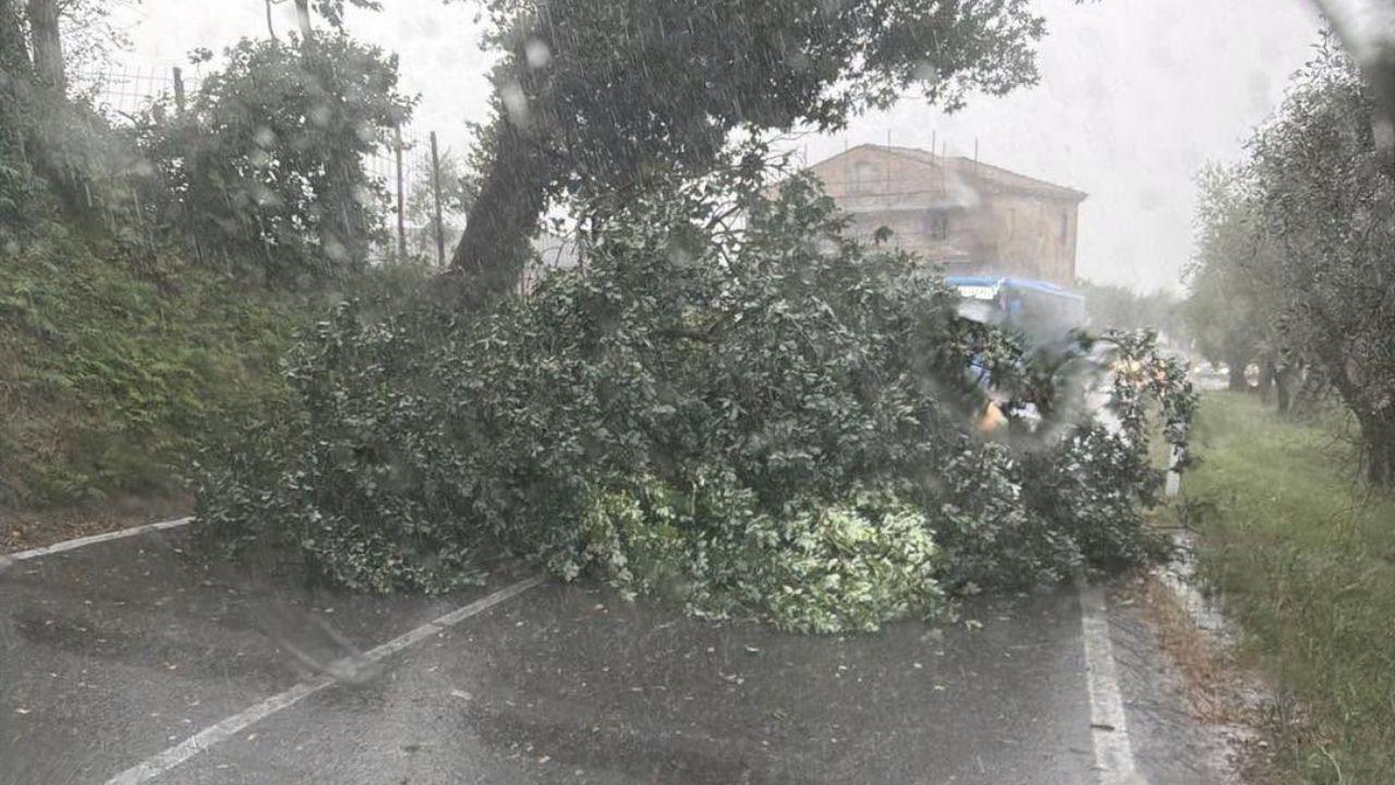 
	Un albero caduto a Montespertoli (foto Alessio Mugnaini)

