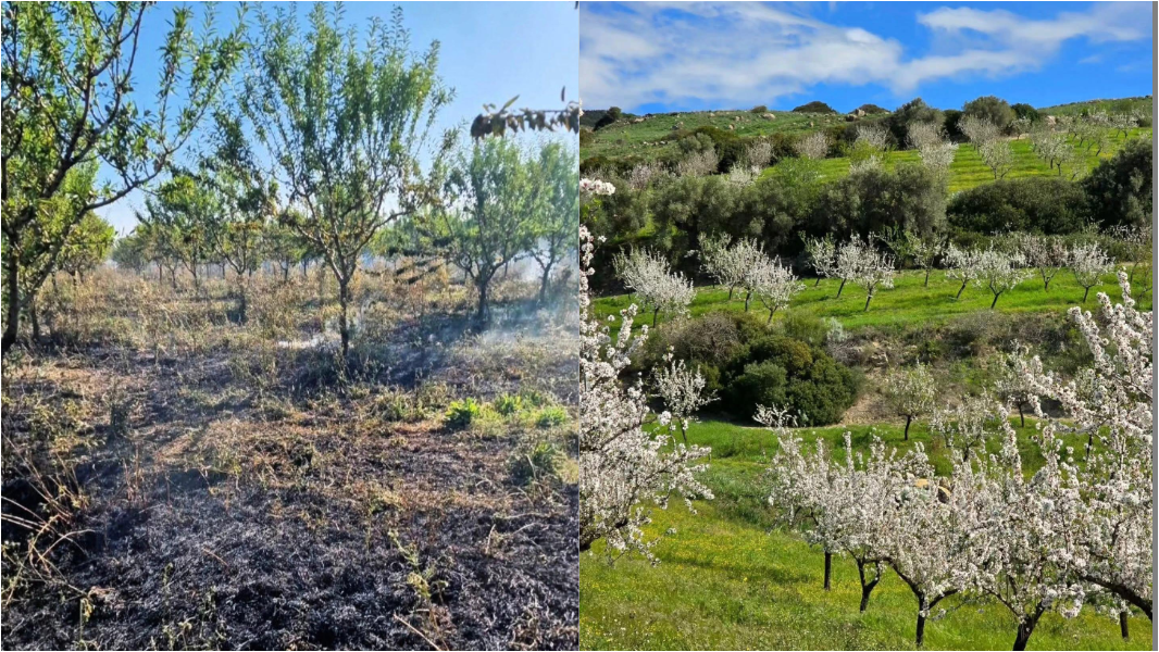 Campi di grano e mandorleto in cenere: il rogo è doloso – L’ipotesi della vendetta VIDEO