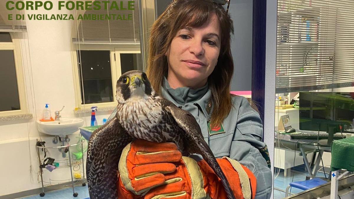 Cavi ad alta tensione, grifoni, aquile e incendi: sono collegati, proposta di legge sulla duplice emergenza in Sardegna – Ecco perché