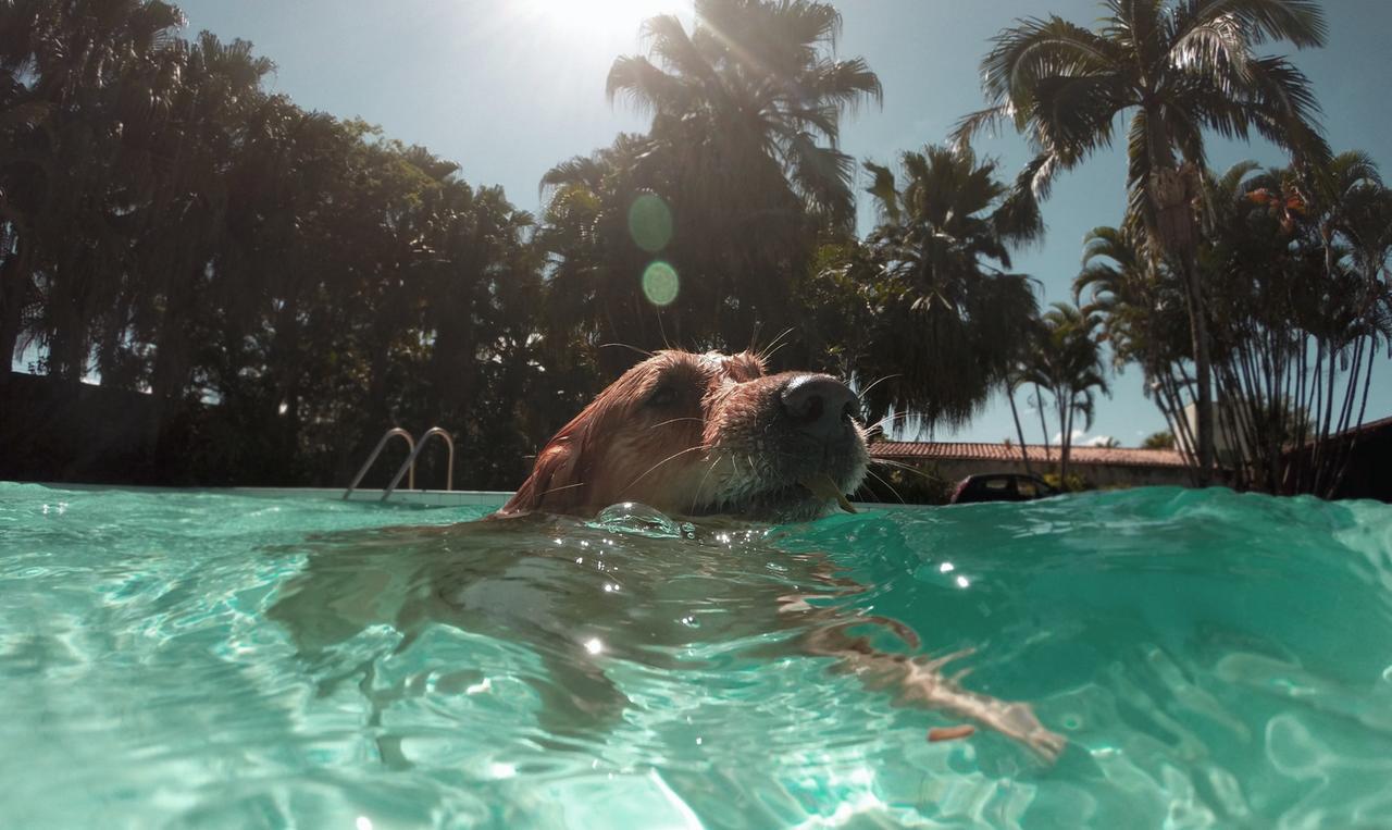 Caldo, anche i nostri amici animali sono a rischio colpo di calore: 10 regole per proteggerli