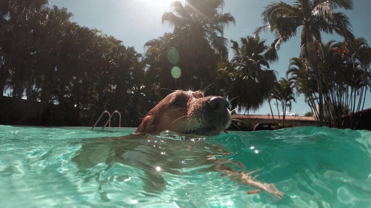 Caldo, anche i nostri amici animali sono a rischio colpo di calore: 10 regole per proteggerli