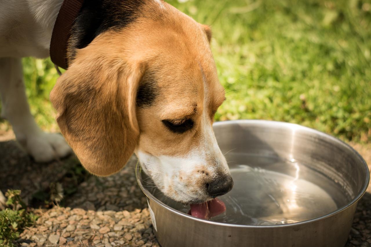 Emergenza caldo, come proteggere i nostri animali: le 10 regole dell'Enpa