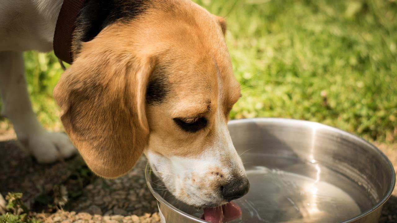 Emergenza caldo, come proteggere i nostri animali: le 10 regole dell'Enpa