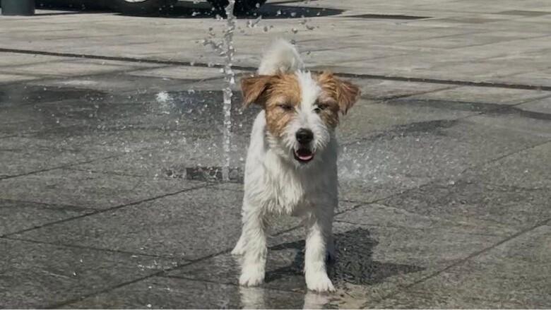 Caldo e colpi di calore, anche i cani sono a rischio: sintomi, errori da evitare e razze più esposte
