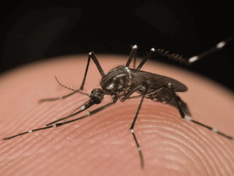 Sospetto caso di chikungunya a Reggio Emilia, stanotte scatta la disinfestazione: finestre chiuse e stop ai condizionatori. Ecco dove