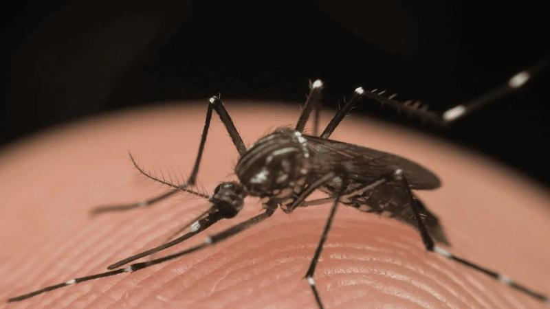Sospetto caso di chikungunya a Reggio Emilia, stanotte scatta la disinfestazione: finestre chiuse e stop agli impianti di ricambio dell’aria. Ecco dove
