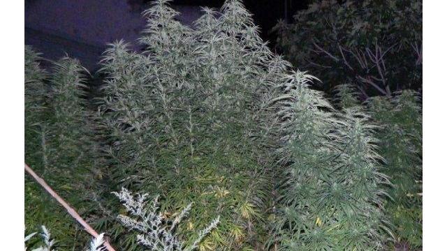 Coltivava 28 piante di cannabis nell’azienda agricola, arrestato 64enne 