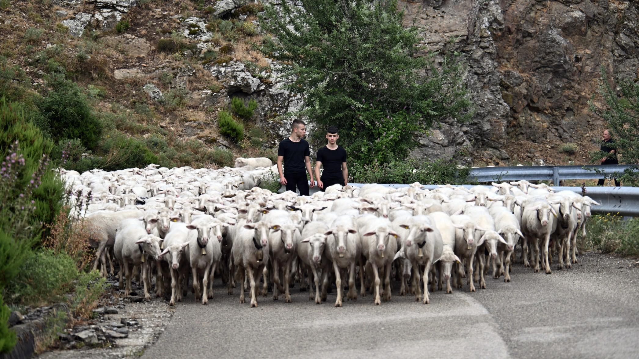 Cinque secoli di lungo cammino, quattro fratelli di Desulo rinnovano il rito della transumanza