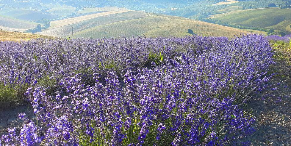 Lavanda sulle colline di Santa Luce (foto d’archivio)