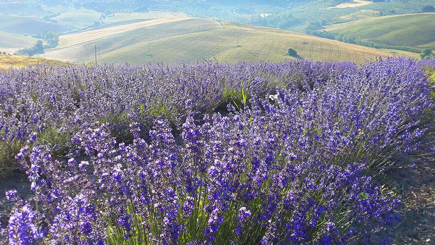 Lavanda sulle colline di Santa Luce (foto d’archivio)
