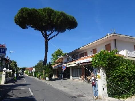 Il pino di via Piave