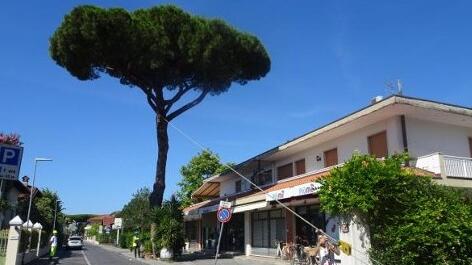Il pino di via Piave