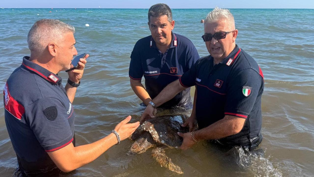 Tartaruga marina ferita viene salvata dai carabinieri