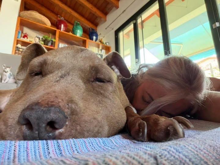 Addio a Palla, cane amatissimo: il post commosso della veterinaria Monica Pais