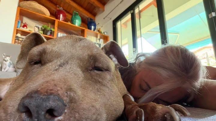 Addio a Palla, cane amatissimo: il post commosso della veterinaria Monica Pais