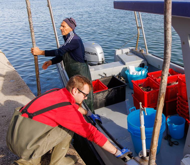 La scienza e la lotta al granchio blu: Blue crabnet è il progetto vincitore