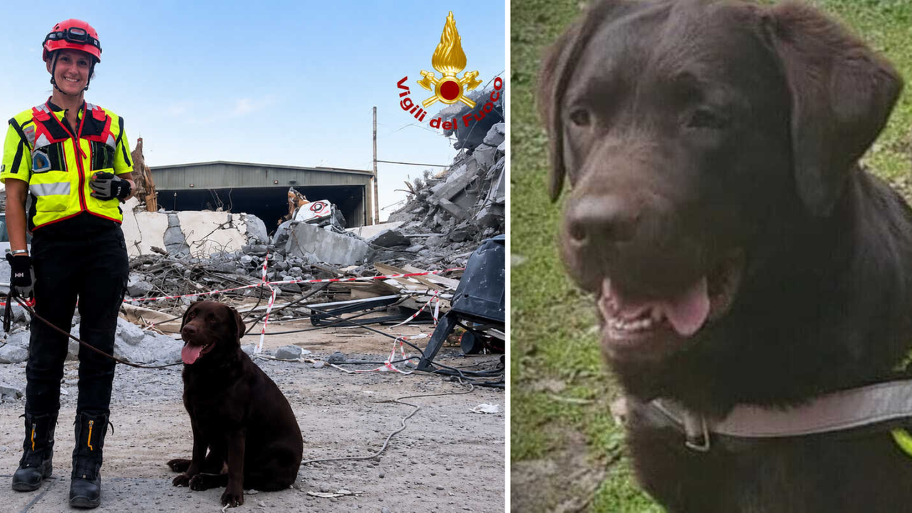 Addio ad Allyson, il cane dei Vigili del fuoco: salvò vite tra le macerie del ponte Morandi