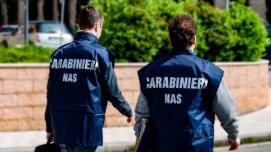 Animali liberi nei locali e scarsa igiene: sospesa un’attività a Copparo