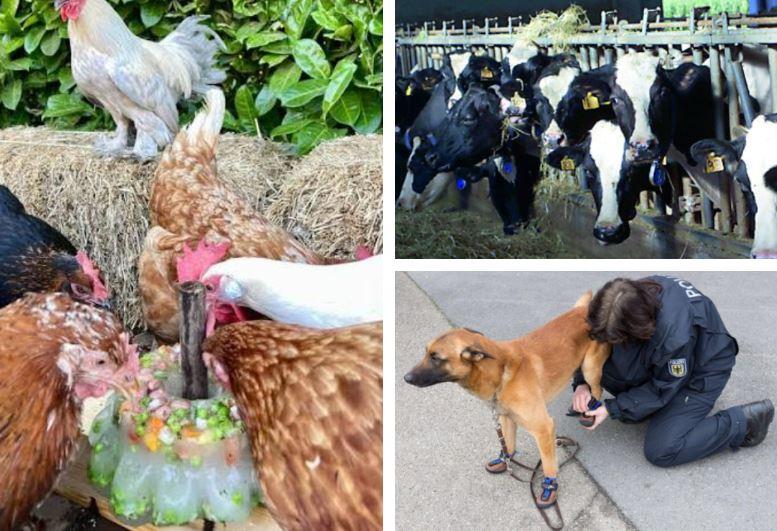 Caldo record, anche gli animali soffrono: dai cani con le scarpe alle stalle hi-tech, come proteggerli