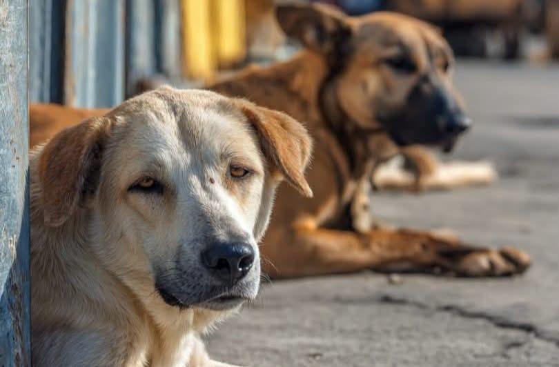 Il sindaco di Olbia vieta di dare cibo ai cani, gli animalisti insorgono: «Sfamate i randagi». La Lida lo difende: «Basta isterismi»