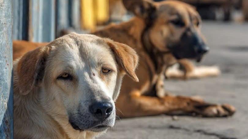 Il sindaco di Olbia vieta di dare cibo ai cani, gli animalisti insorgono: «Sfamate i randagi». La Lida lo difende: «Basta isterismi»