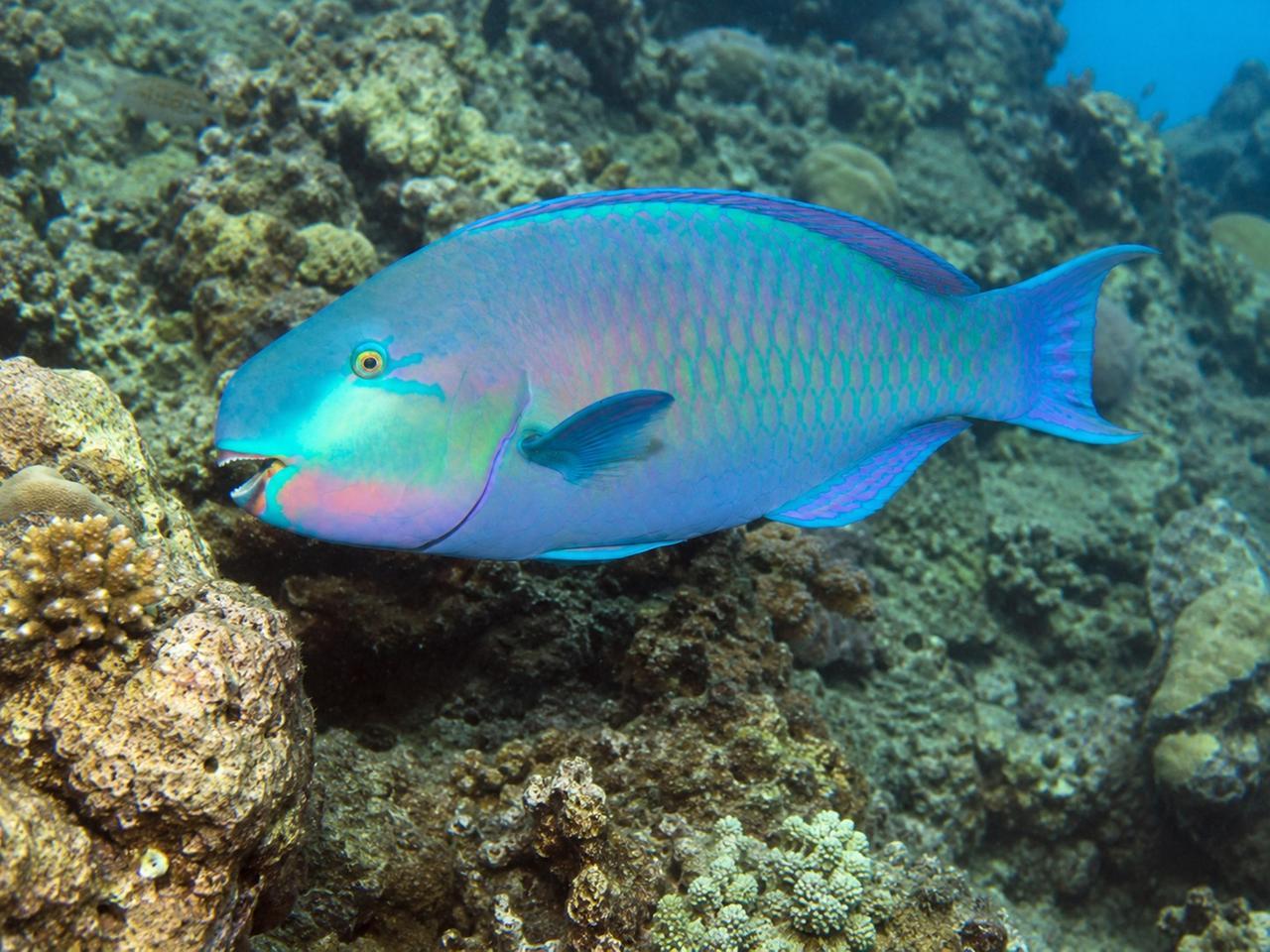 Pesci pappagallo e vermocane nei mari della Sardegna. L’esperto: «Acque sempre più calde, rischi per pesca e biodiversità»