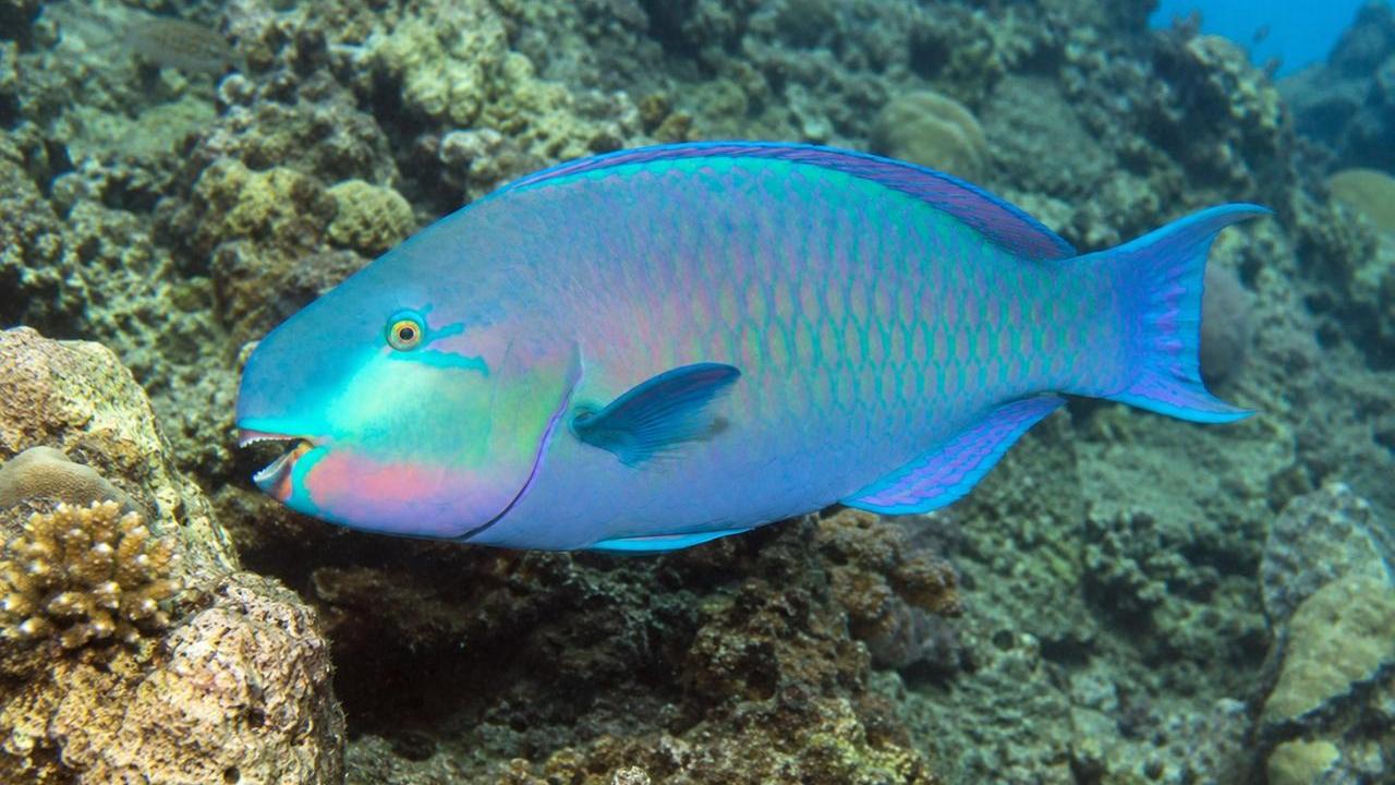 Pesci pappagallo e vermocane nei mari della Sardegna. L’esperto: «Acque sempre più calde, rischi per pesca e biodiversità»