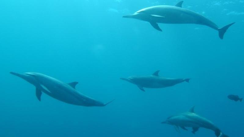 Delfini all’orizzonte, all’Elba l’esperienza in mare che ti lascia senza fiato: come salire a bordo