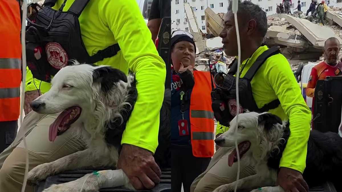 Terremoto in Venezuela, cento persone salvate dalla cagnolina Tsunami: il border collie simbolo di speranza fra le macerie