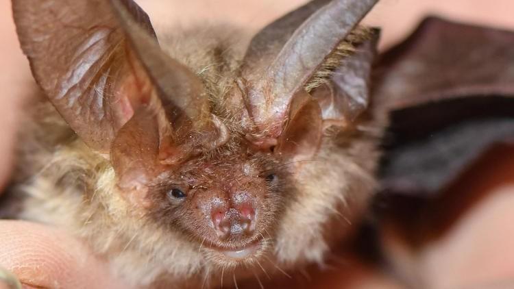 Si sveglia con un pipistrello in faccia, 11enne muore di rabbia: non c’era nessun segno di morso