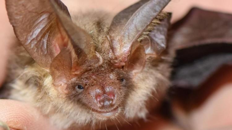 Si sveglia con un pipistrello in faccia, 11enne muore di rabbia: non c’era nessun segno di morso