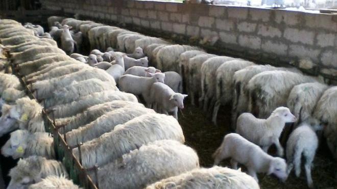 Lingua blu, Arru spegne l’allarme: la malattia è sotto controllo