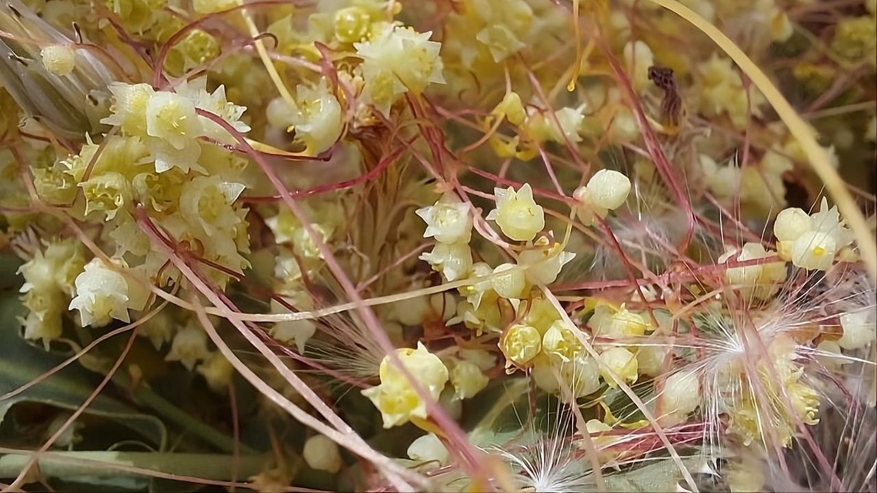 Trovata per la prima volta una piantina di Cuscuta palaestina, i ricercatori: «Scoperta importante»