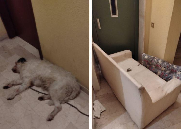 Via Paradisi, il cane lasciato sulle scale tra zecche e sporcizia: «Nessuno interviene»