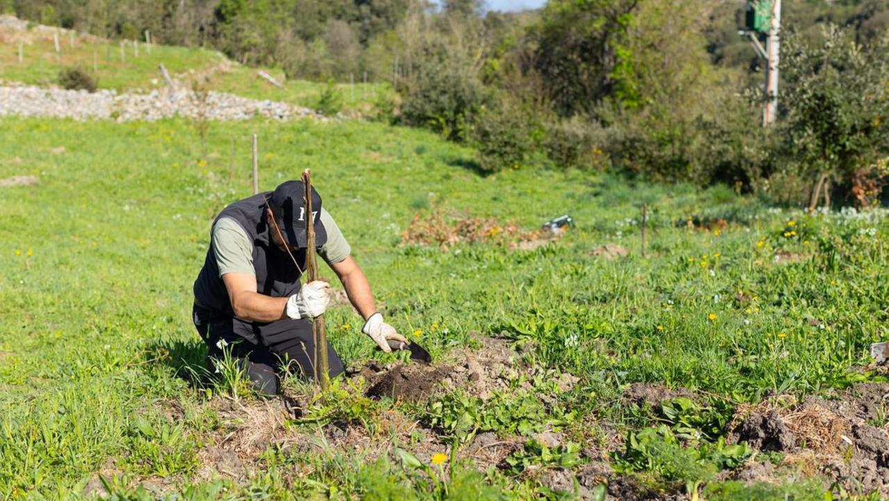 La rinascita del bosco dopo l’inferno di fuoco: ecco 500 nuovi alberi