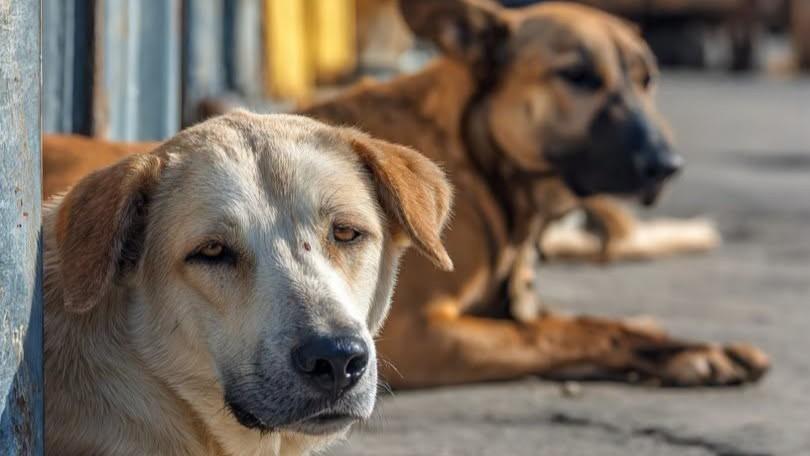 Ordinanza anti-randagismo, i medici veterinari a sostegno del sindaco Nizzi