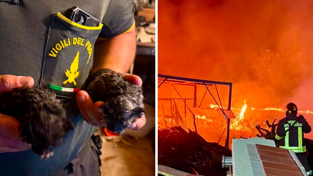 I gattini salvati e l'incendio (Foto: Vigili del fuoco)