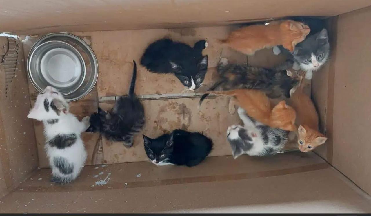 Abbandonati in golena a Ro: dodici gattini salvati da passanti e volontarie