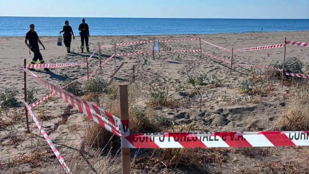 Caretta caretta, primo nido del 2026 in Sardegna: uova protette sulla spiaggia – Ecco dove
