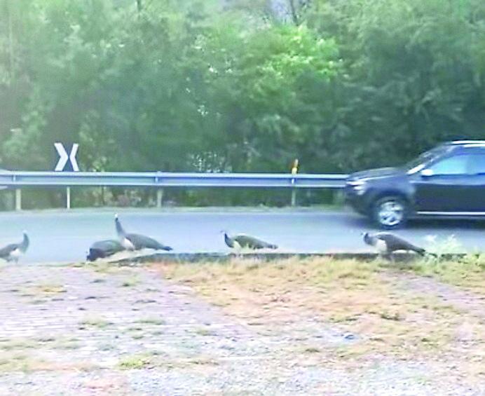 Vezzano come Punta Marina, i pavoni invadono la statale 63