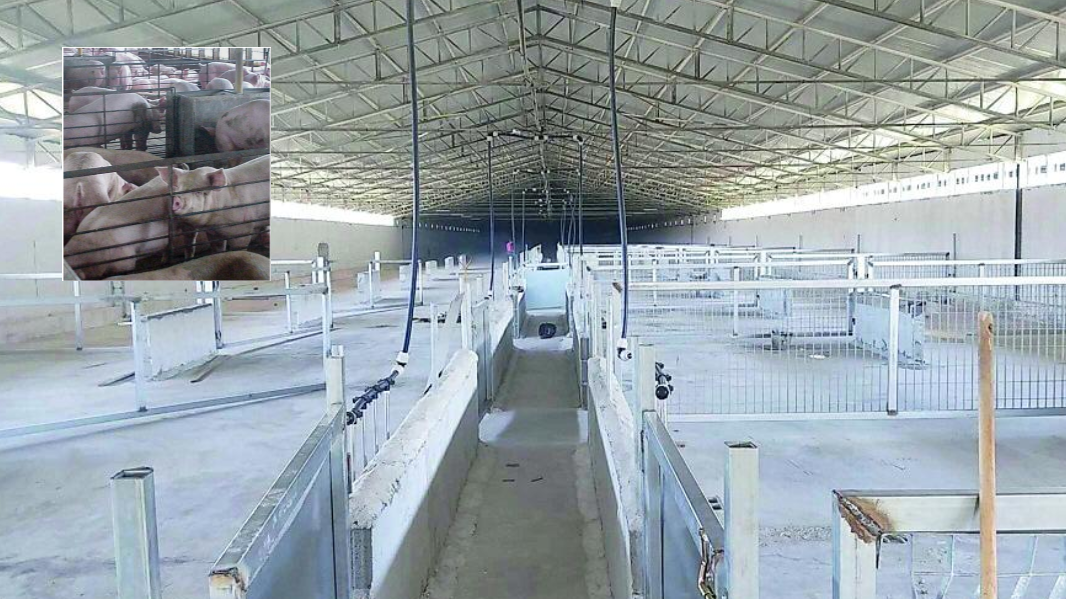 L’allevamento di 1500 maiali nel Sassarese, il Tar conferma lo stop – Che cosa è successo