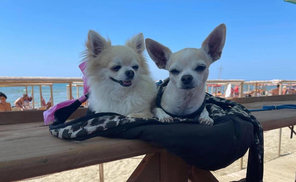 Spiagge amiche dei cani, a Calambrone due stabilimenti dove i pet sono davvero i benvenuti