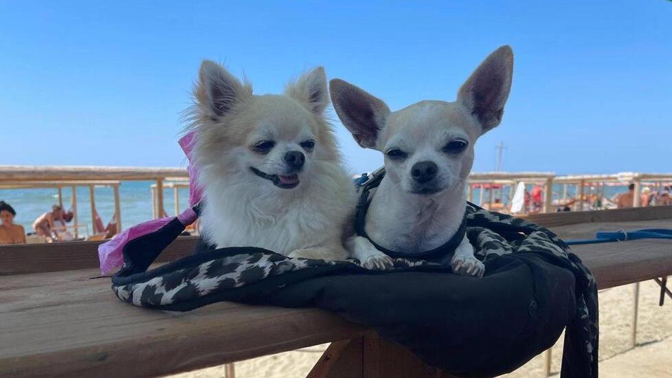 Spiagge amiche dei cani, a Calambrone due stabilimenti dove i pet sono davvero i benvenuti