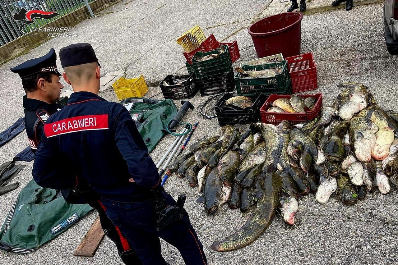 Ferrara, violenza sugli animali: morti e maltrattamenti i reati più diffusi