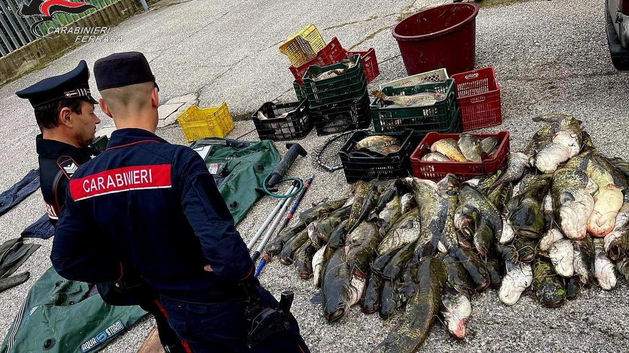 Ferrara, violenza sugli animali: morti e maltrattamenti i reati più diffusi